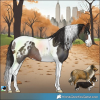 Horse Color:Brown Splash Tobiano Blanket Rabicano 