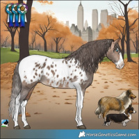 Horse Color:Bay Dun Splash Tobiano Appaloosa Rabicano