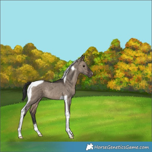 Horse Color:Brown Dun Tobiano Appaloosa Rabicano 