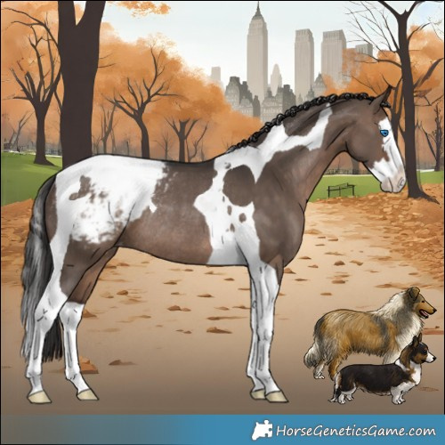 Horse Color:Brown Dun Splash Tobiano Appaloosa Rabicano