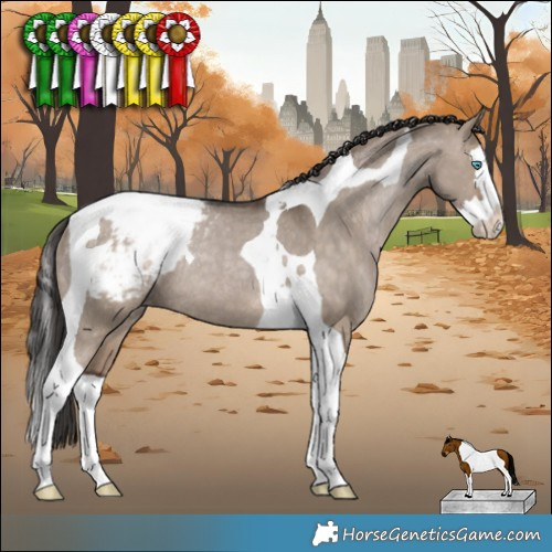 Horse Color:Brown Dun Splash Tobiano Appaloosa Rabicano 