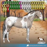 Horse Color:Brown Dun Splash Tobiano Appaloosa Rabicano 