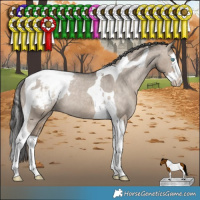 Horse Color:Brown Dun Splash Tobiano Snowcap Rabicano