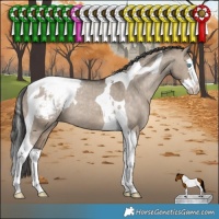 Horse Color:Brown Dun Splash Tobiano Appaloosa Rabicano