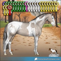 Horse Color:Brown Dun Splash Tobiano Appaloosa Rabicano 
