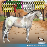 Horse Color:Brown Dun Splash Tobiano Snowcap Rabicano