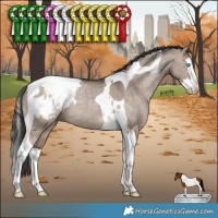 Horse Color:Brown Dun Splash Tobiano Appaloosa Rabicano 