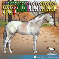 Horse Color:Brown Dun Splash Tobiano Snowcap Rabicano