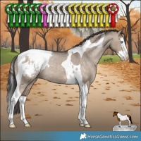 Horse Color:Brown Dun Splash Tobiano Appaloosa Rabicano 