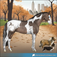 Horse Color:Brown Dun Splash Tobiano Appaloosa Rabicano 