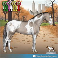 Horse Color:Brown Dun Splash Tobiano Appaloosa Rabicano