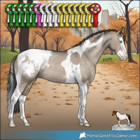 Horse Color:Brown Dun Splash Tobiano Appaloosa Rabicano