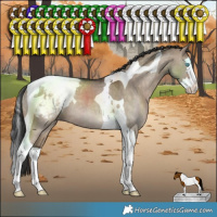 Horse Color:Brown Dun Splash Tobiano Snowcap Rabicano