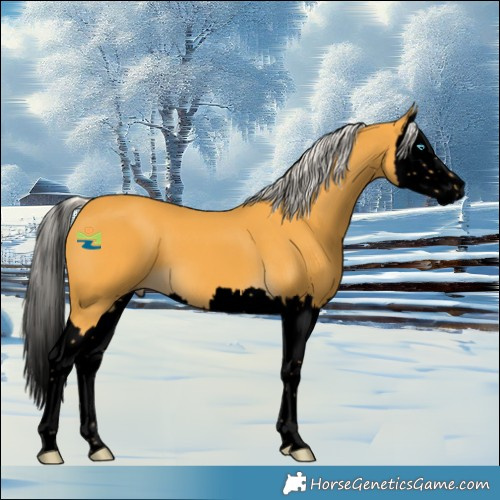 Horse Color:Void Silver Buckskin Splash 