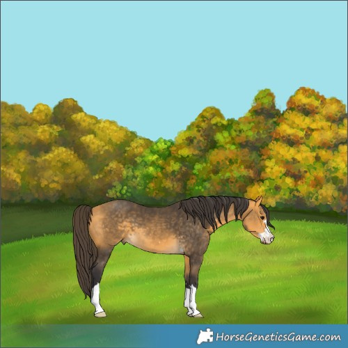Horse Color:Buckskin