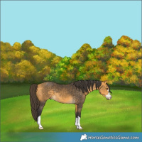 Horse Color:Buckskin