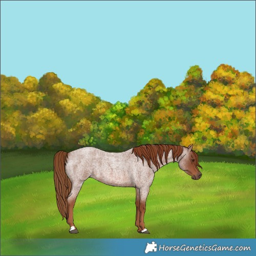 Horse Color:Red Roan