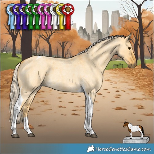 Horse Color:Palomino Roan Dun Tobiano