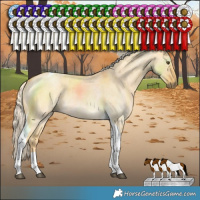 Horse Color:Palomino Roan Dun Tobiano