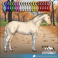 Horse Color:Palomino Roan Dun Tobiano 