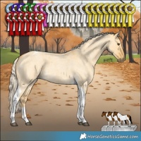Horse Color:Palomino Roan Dun Tobiano 