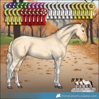 Horse Color:Palomino Roan Dun Tobiano