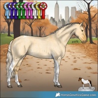 Horse Color:Palomino Roan Dun Tobiano 