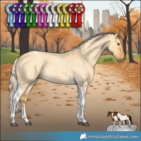 Horse Color:Palomino Roan Dun Tobiano 