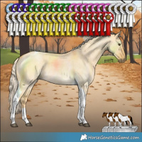 Horse Color:Palomino Roan Dun Tobiano 