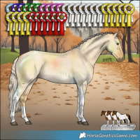 Horse Color:Palomino Roan Dun Tobiano