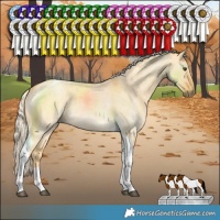 Horse Color:Palomino Roan Dun Tobiano