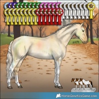 Horse Color:Palomino Roan Dun Tobiano 