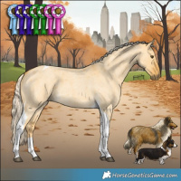 Horse Color:Palomino Roan Dun Tobiano 