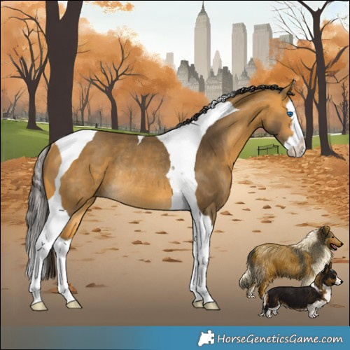 Horse Color:Buckskin Splash Tobiano Rabicano 