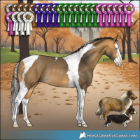 Horse Color:Buckskin Splash Tobiano Rabicano 