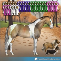 Horse Color:Buckskin Splash Tobiano Rabicano 