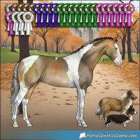 Horse Color:Buckskin Splash Tobiano Rabicano 