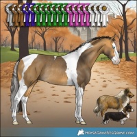 Horse Color:Buckskin Splash Tobiano Rabicano