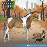 Horse Color:Buckskin Splash Tobiano Rabicano 