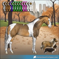 Horse Color:Buckskin Splash Tobiano Rabicano 