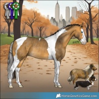 Horse Color:Buckskin Splash Tobiano Rabicano