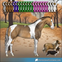 Horse Color:Buckskin Splash Tobiano Rabicano 