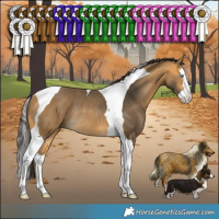Horse Color:Buckskin Splash Tobiano Rabicano 