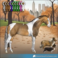 Horse Color:Buckskin Splash Tobiano Rabicano