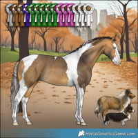 Horse Color:Buckskin Splash Tobiano Rabicano 