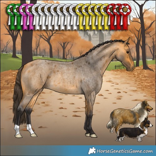 Horse Color:Buckskin Roan 