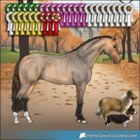 Horse Color:Buckskin Roan 