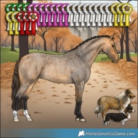 Horse Color:Buckskin Roan 
