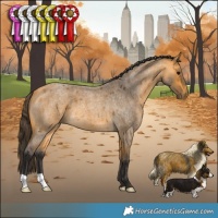 Horse Color:Buckskin Roan