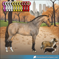 Horse Color:Buckskin Roan 